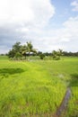 Paddy fields, coconut trees, a gazebo for shelter, and the rain clouds are forming, natural, agriculture. Royalty Free Stock Photo