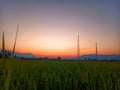 Paddy fields dewy with sunrise