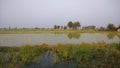 Paddy fields in gujarat during winters Royalty Free Stock Photo