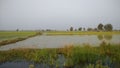 Paddy fields in gujarat during winters Royalty Free Stock Photo