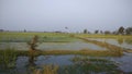 Paddy fields in gujarat during winters Royalty Free Stock Photo