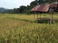 Paddy fields with huts for shelter. Royalty Free Stock Photo