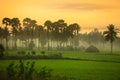 Paddy fields landscape in Andhra pradesh Royalty Free Stock Photo