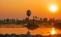 Paddy fields and palm trees under sun set in Andhra Pradesh India Royalty Free Stock Photo