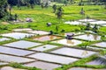 PADDY FIELDS Royalty Free Stock Photo