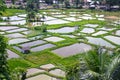 PADDY FIELDS Royalty Free Stock Photo