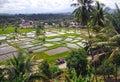 PADDY FIELDS Royalty Free Stock Photo