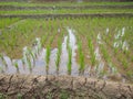paddy fields, rice seedlings transplanted into puddled fields