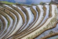 Paddy fields, Rice terraces. In Yunnan province Royalty Free Stock Photo