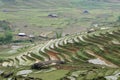 Paddy fields in Sapa Valley
