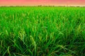 Paddy fields at Sekinchan, Selangor, Malaysia. Royalty Free Stock Photo