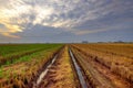 Paddy fields at Sekinchan, Selangor, Malaysia. Royalty Free Stock Photo