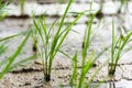 Seedlings planted in spring. Royalty Free Stock Photo