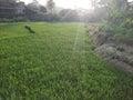 Paddy fields with sunlight, in the afternoon Royalty Free Stock Photo