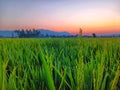 Paddy fields with sunrise