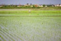 Paddy fields with transplanted seedlings in Yilan County, Taiwan