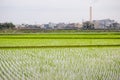 Paddy fields with transplanted seedlings in Yilan County, Taiwan