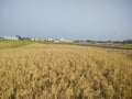 Paddy fields of villages summer Royalty Free Stock Photo