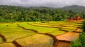 Paddy filed in Canacona Goa India