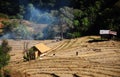 Paddy filed in the Noth of Thailand Royalty Free Stock Photo