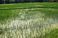 Paddy filed with rice young plants and azolla