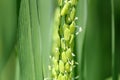 Paddy Flower Royalty Free Stock Photo