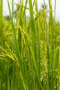 Paddy and flowering rice Royalty Free Stock Photo