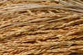 Paddy grains