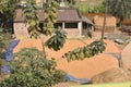 Paddy grains are spread in the ground in a village before storing