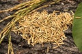 Paddy grains on textured wood