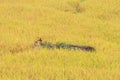 Paddy green and gold Rice Fields with a dog