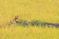 Paddy green and gold Rice Fields with a dog