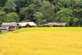 Paddy green and gold Rice Fields