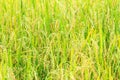 Paddy green and gold Rice Fields