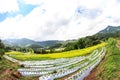 Paddy green Rice Fields