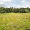 Paddy growing fields area small jungle clear sky daytime srilanka Royalty Free Stock Photo