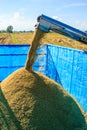 Paddy harvest on farmland