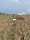 paddy that has been filled, is being harvested