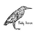 Paddy heron - vector illustration sketch hand drawn Royalty Free Stock Photo