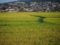 Paddy and houses