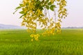 Paddy jasmine rice farm in Thailand