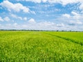 Paddy jasmine rice field with beautiful refreshing blue sky
