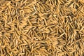 Paddy jasmine rice texture Royalty Free Stock Photo