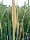 Paddy leaves are affected by yellowing disease
