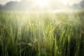 Paddy leaves with dew drops at sunrise time Royalty Free Stock Photo