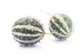 Paddy melon Cucumis myriocarpus, wild spiny cucumber, exotic o