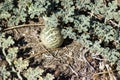 Paddy melon, Flinders Ranges, South Australia