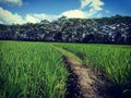 paddy paths in the middle of rice fields with beautiful blue sky Royalty Free Stock Photo