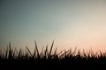 Paddy plant black and colorful gradient and sky isolated Royalty Free Stock Photo