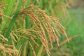 Paddy plant ripe in golden colour